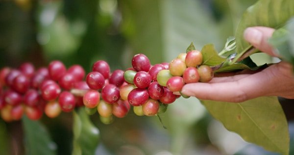 Café KITCHÉ du Guatemala, torréfié à Amélie-les-Bains, offrant des saveurs équilibrées et des arômes floraux.