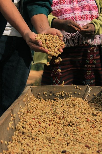 Café KITCHÉ du Guatemala, torréfié à Amélie-les-Bains, offrant des saveurs équilibrées et des arômes floraux.