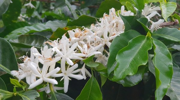 Café Capucas – Grand cru bio et équitable du Honduras, variétés Bourbon rouge et Catuaï